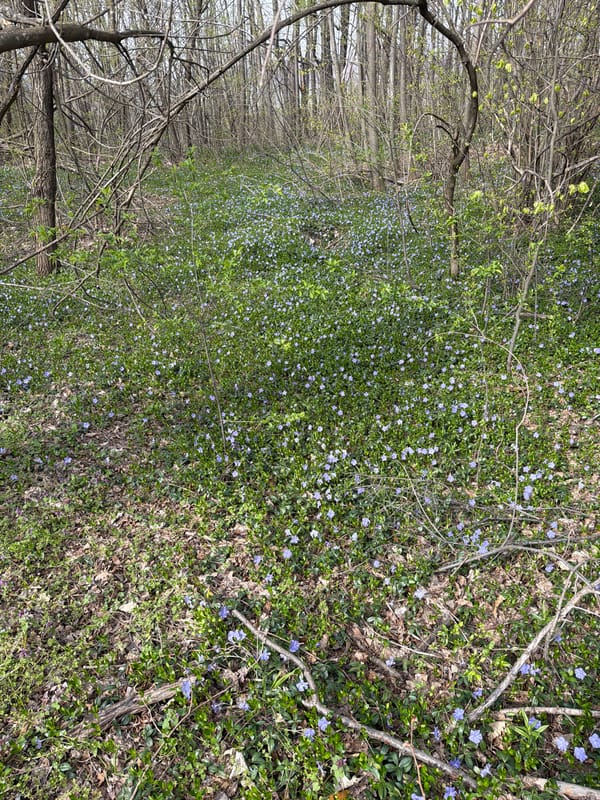 Spring periwinkle bloom documented in Bulgarian forest near Berkovitsa