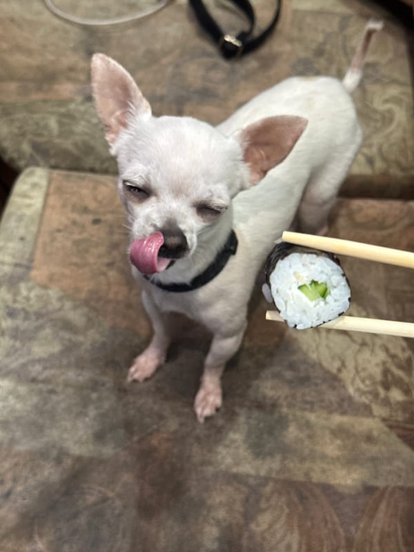 Quiet afternoon with white Chihuahua and owner in Sliven