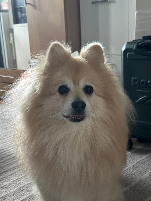 Fluffy Pomeranian chills on tiled floor near wooden door