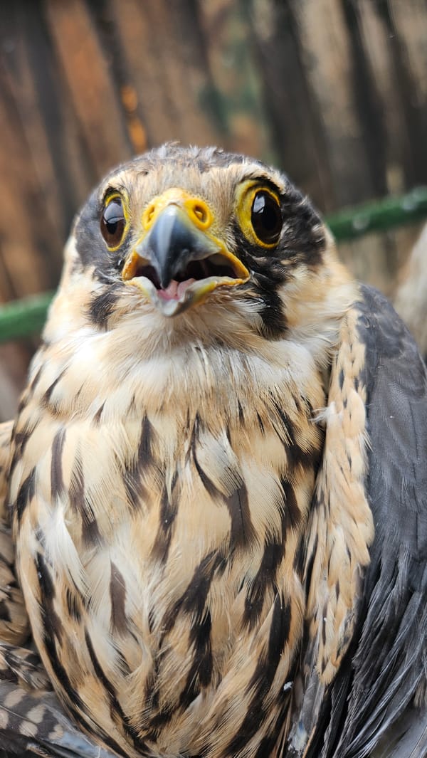 Falcon or hawk spotted inverted in Stara Zagora
