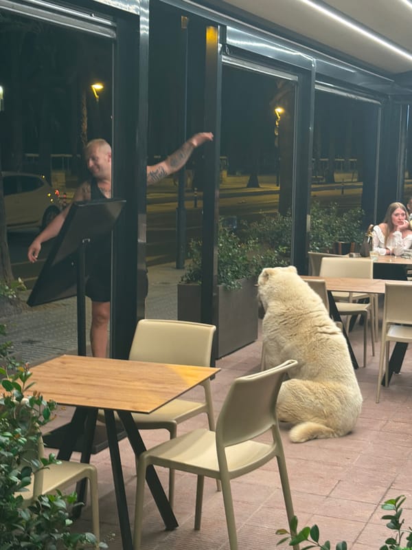 Dog spotted at green-lit outdoor restaurant in Salou, Spain