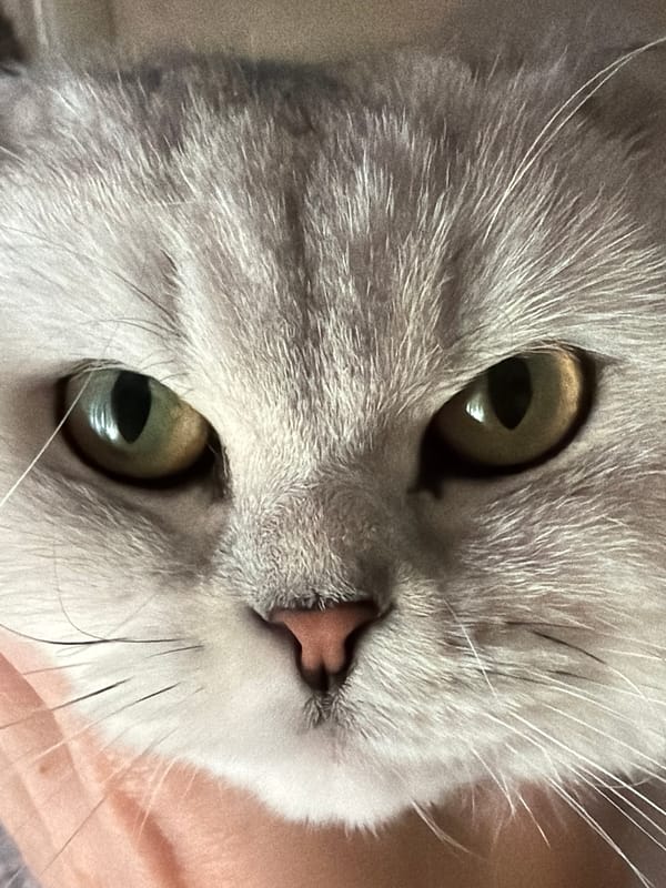 Scottish Fold cat lounging and meowing in a Rome apartment