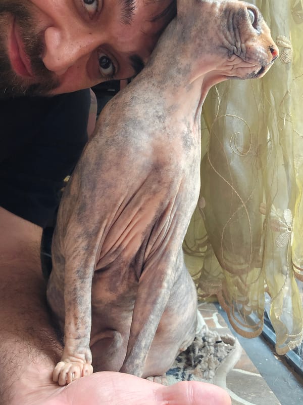 Sphynx cats photographed around a Baku home