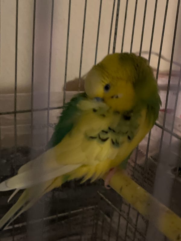 Pet budgerigars observed preening and playing in Shumen cages