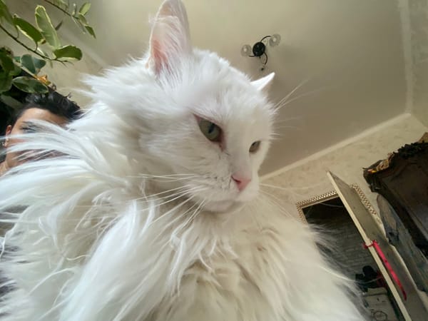 White cat photographed yawning on lace bedding in Khimki