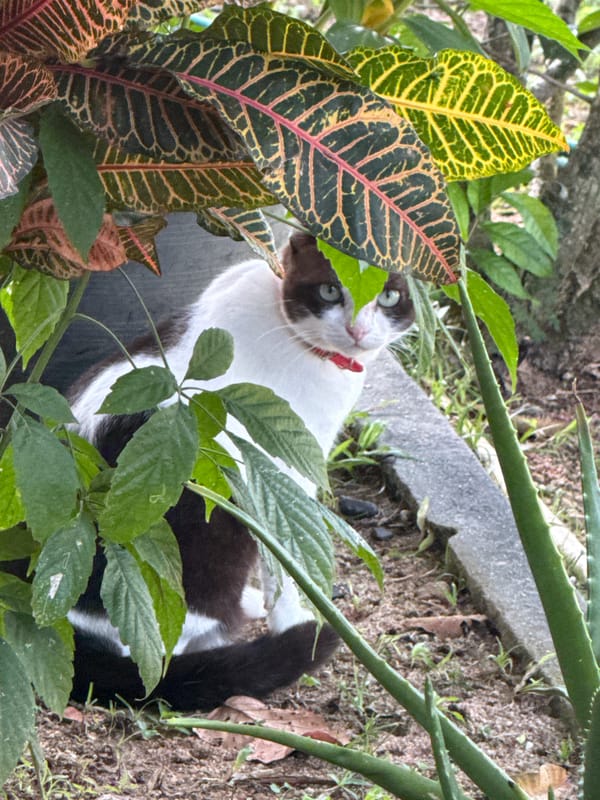 Temple grounds, wildlife, and garden life in Baan Lamai