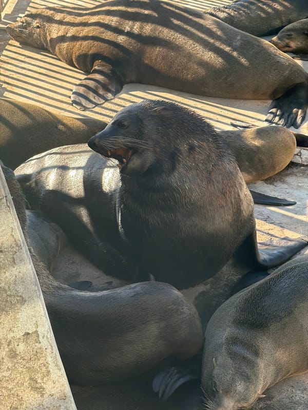 Cape Fur Seals Bask on Concrete Surfaces in Cape Town