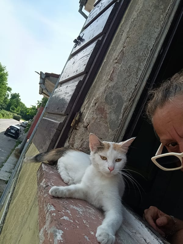 Cat spends lazy afternoon indoors in Viadana, Italy