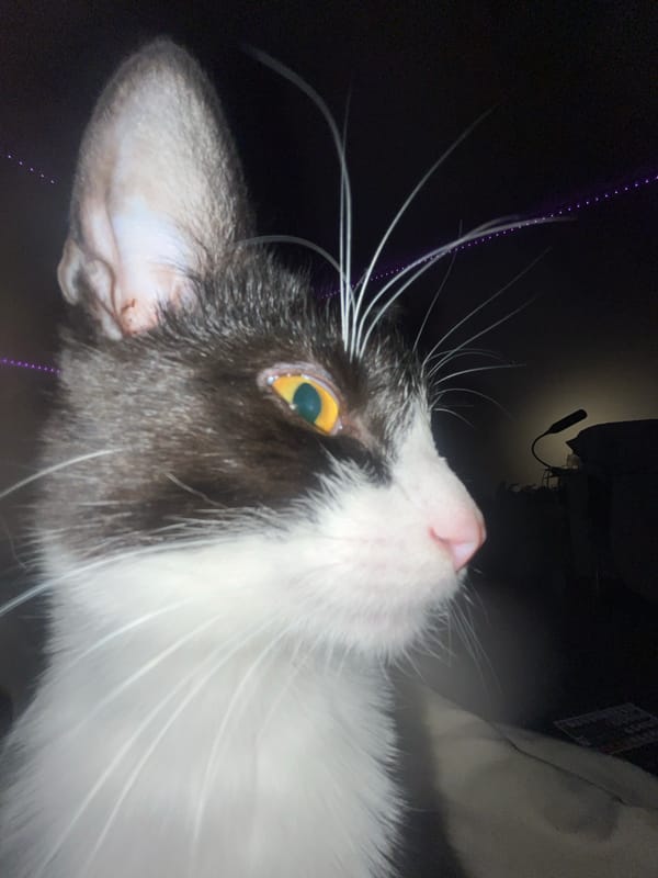 Evening selfies with cat captured in Saint Petersburg apartment