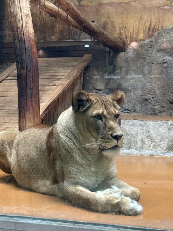 Zoo visitors document lions, tiger, hippo at Sofia Zoo