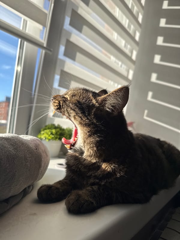 Tabby cat photographed multiple times in Chernushka home