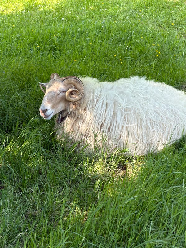 Ram spotted resting in Spanish pasture near Errenteria