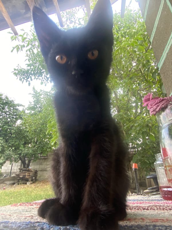 Black cat on a striped rug, staring down the camera