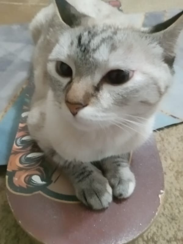 Tabby cat lounges on skateboards in Angren, Uzbekistan