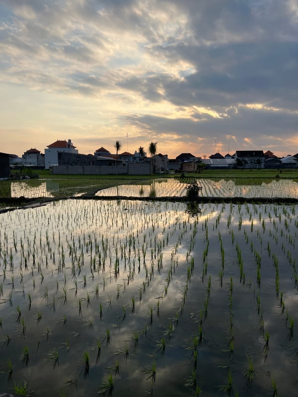 Rural life scenes captured across Mengwi, Indonesia rice fields