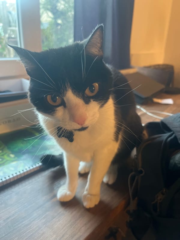 Cat photographed on desk in Ushuaia, Argentina
