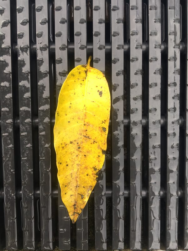 Morning botanical observations document wet leaves, flowers, urban plant life