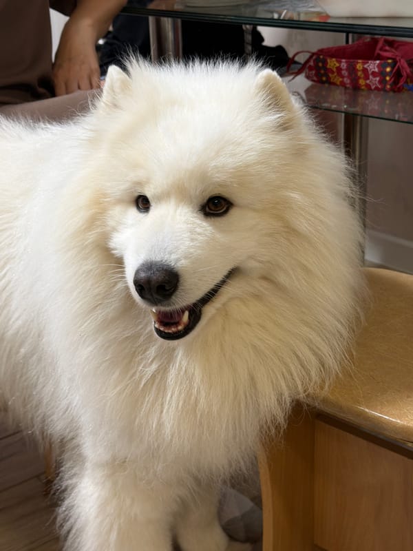Samoyed and cats at home in Mikhaylovsk