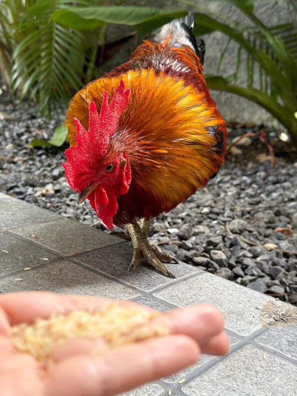 Hand-feeding a colorful rooster rice in Baan Bo Phut