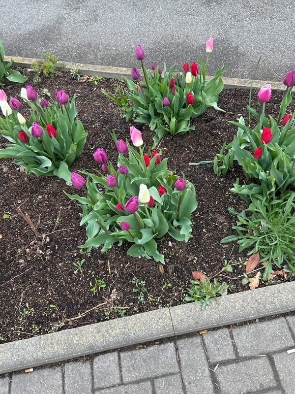 Spring tulip blooms photographed across Strasbourg morning locations