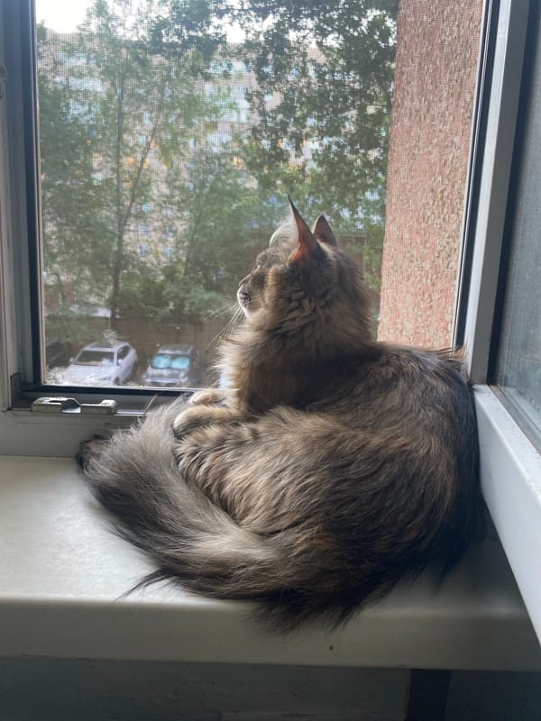 Tabby cat on a Pavlodar windowsill, watching the street