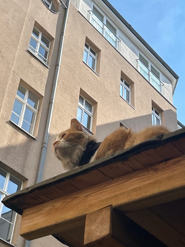 Cat spotted hanging from building roof overhang
