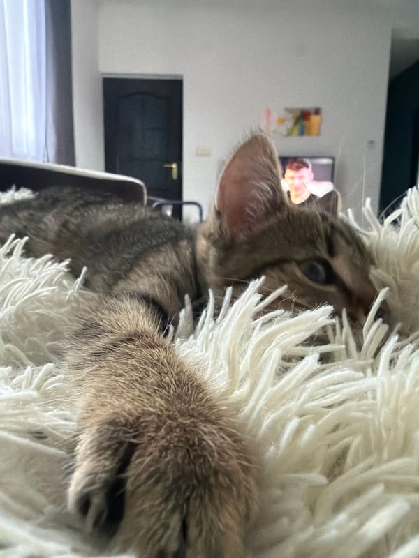 Tabby kitten rests and plays on white blanket