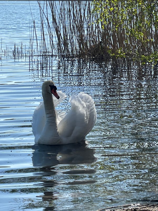 White swans spotted in Berlin lake during afternoon hours