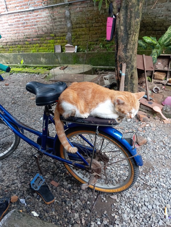 Cat naps on bicycle in Baron, Indonesia