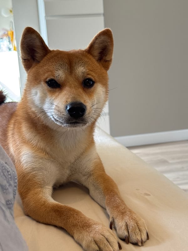 Shiba Inu dog rests on cushion in Carnikava bedroom