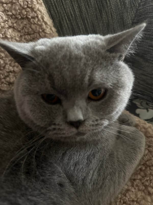 Lazy afternoon at home in Ruse with a grey cat