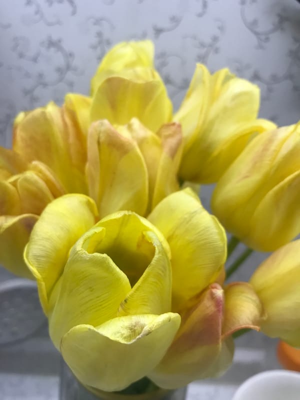 Yellow tulip bouquet observed in Kharkiv, Ukraine