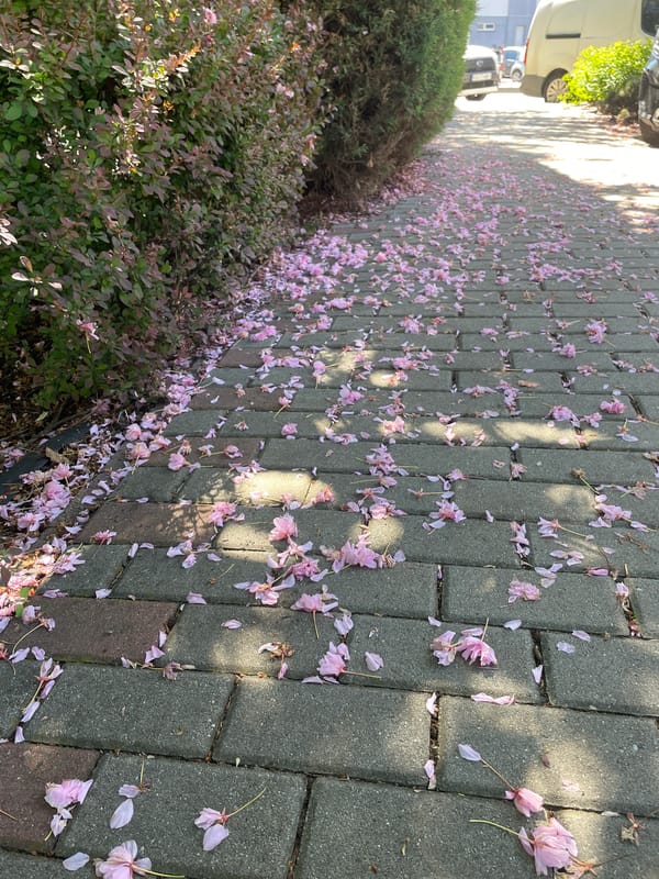 Spring morning at equestrian center: horses, dogs, flower petals
