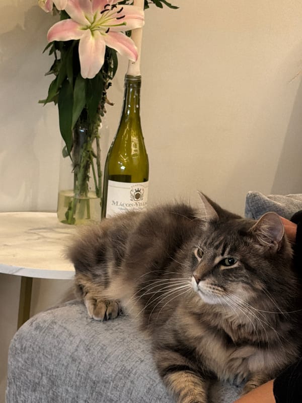 Cat rests on lap during quiet evening in London