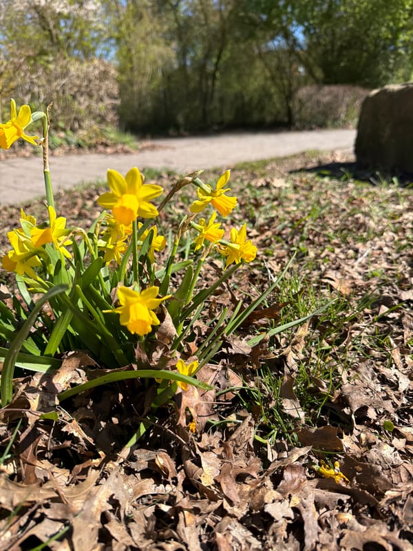 Spring blooms and wildlife observed on sunny morning