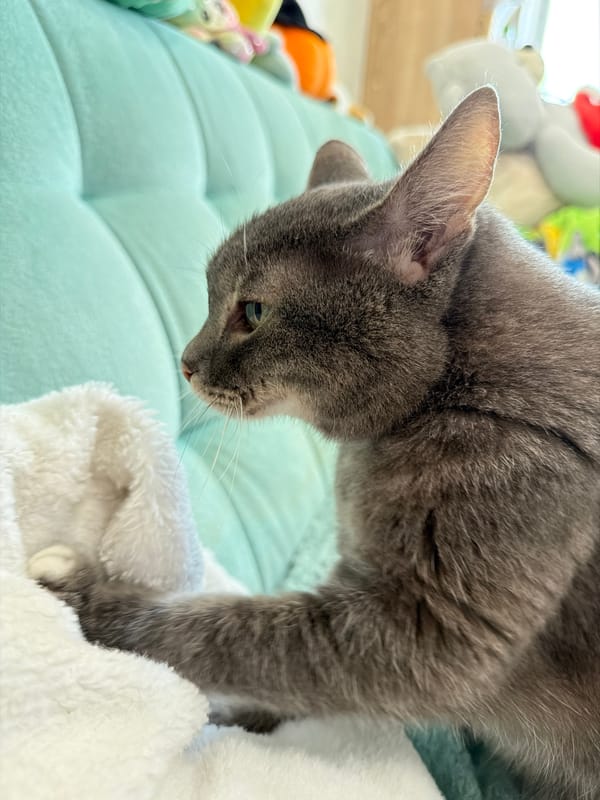 Morning pet care and spring flowers documented in Solikamsk