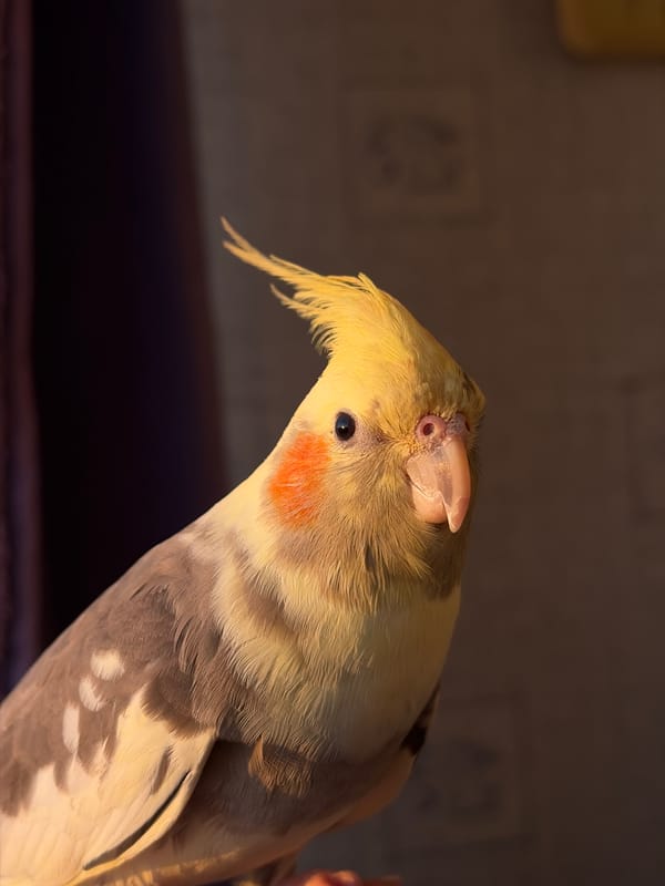 Cockatiel watches sunset over Yerevan's mountain-backed skyline