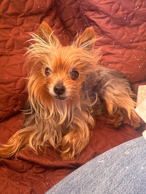 Yorkshire Terrier relaxes on blanket in Burgas, Bulgaria