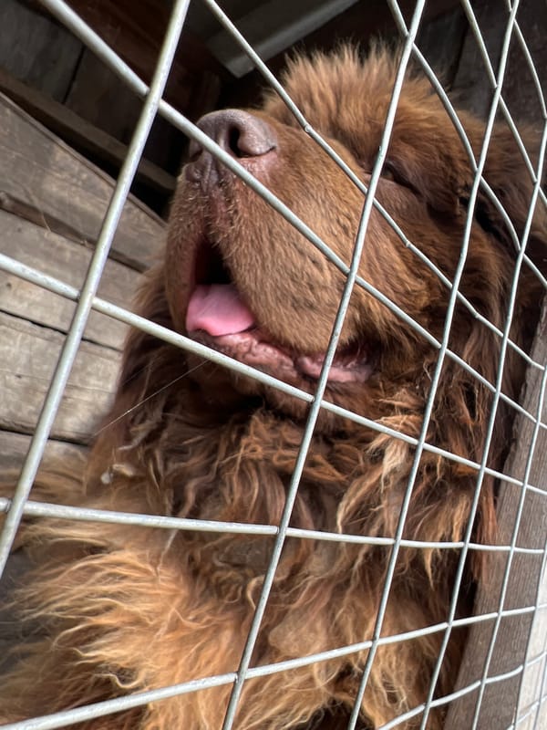 Morning stroll in Kargapolye features encounter with caged Newfoundland