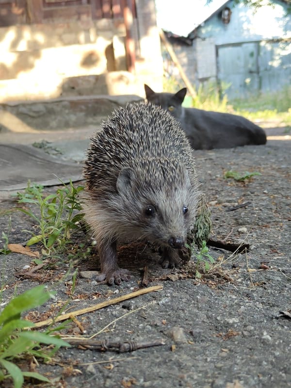 Hedgehog encounter: soil, stone, and a curious cat