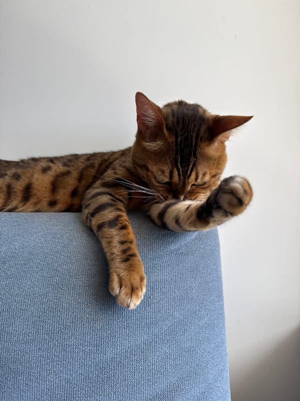 Bengal cat owns a blue couch in Sochi