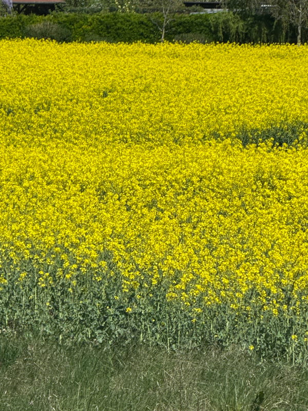 Rapeseed field blooms on Bratislava outskirts