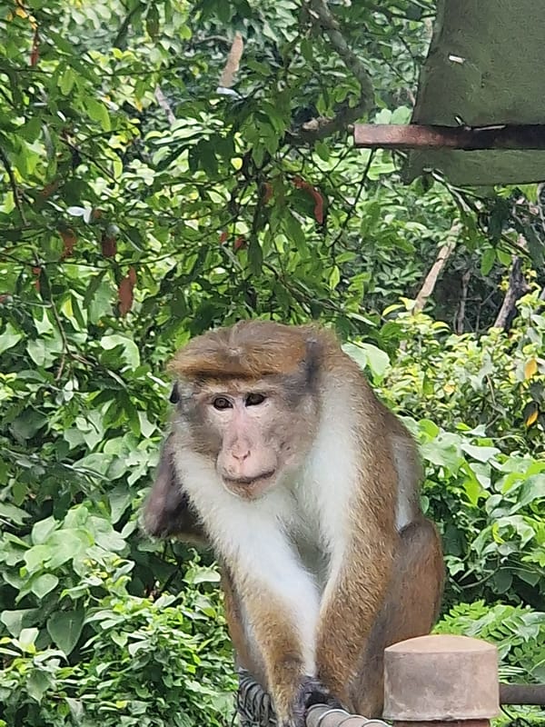 Toque macaques spotted in trees, fences in Batawala