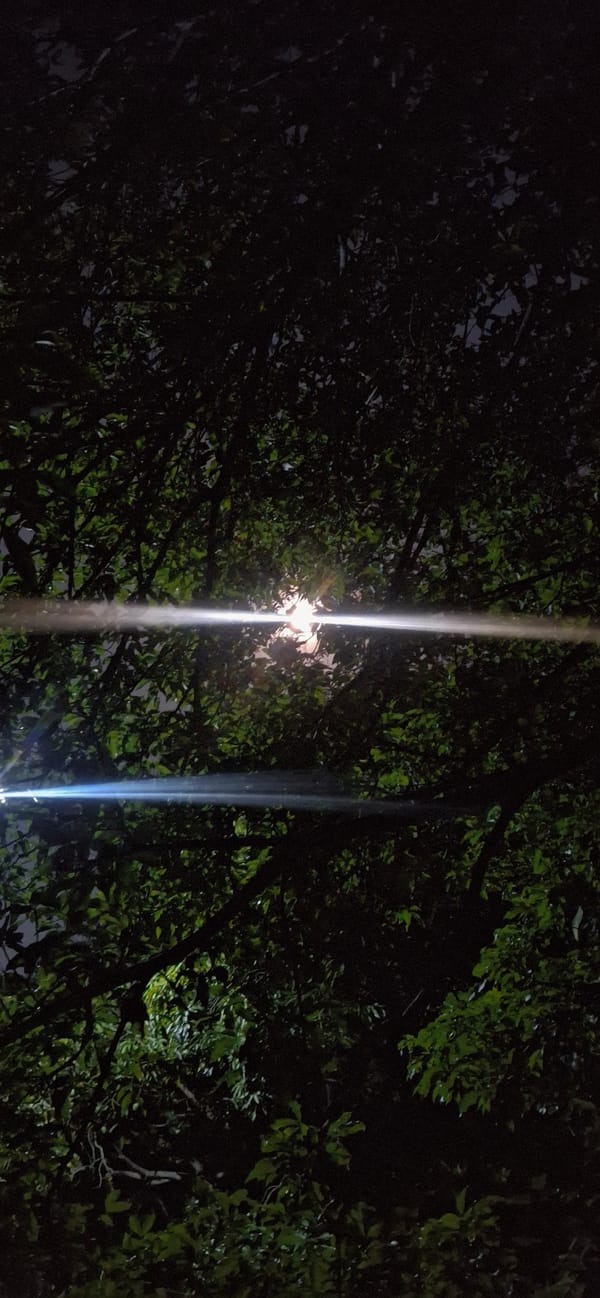 Nighttime tree canopy illuminated by street lighting in Vallecito