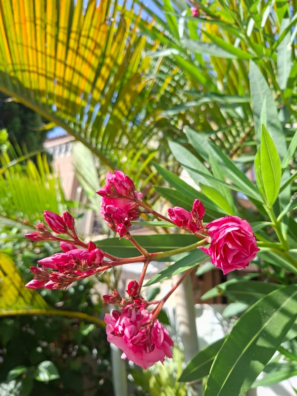 Torrevieja streets and gardens in full Mediterranean bloom