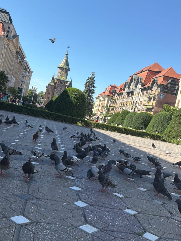 Morning street life documented in decorated Timișoara pedestrian zone