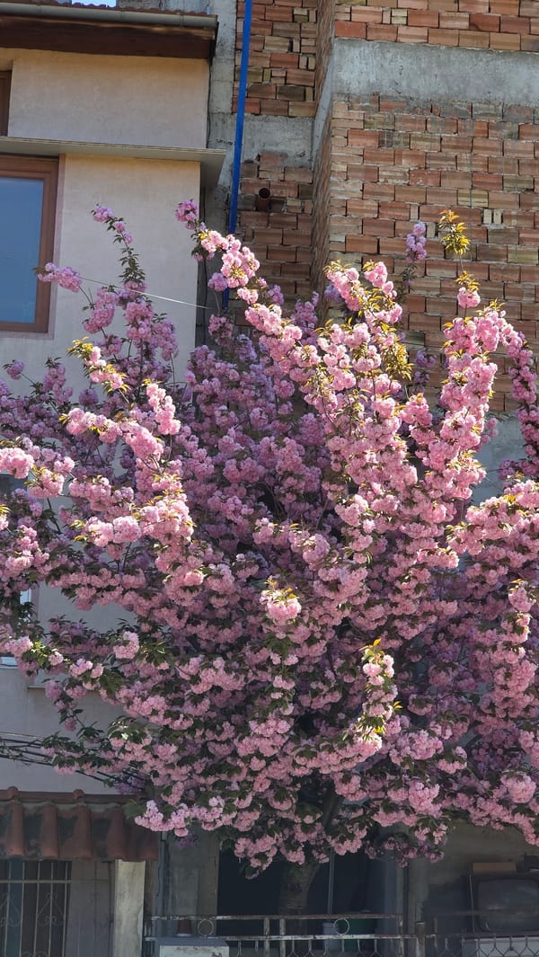 Morning moments captured in Blagoevgrad: pets, blossoms, blue skies