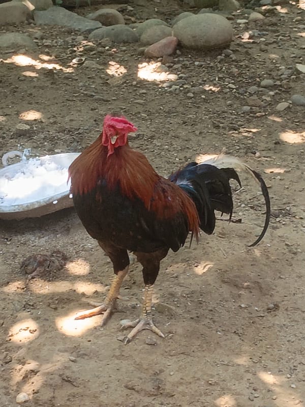 Roosters and a cat lounge in a dusty Lhokseumawe yard