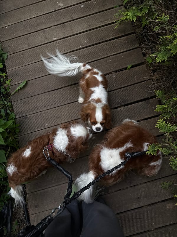 Three spaniels rest on wooden deck in Sapronovo, Russia