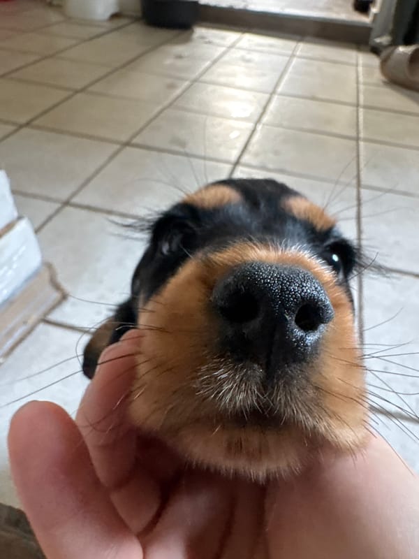 Cocker Spaniel puppies hanging out indoors